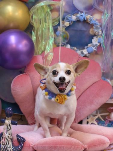 20240824うにちゃん